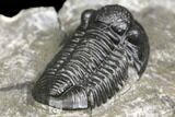 Detailed Gerastos Trilobite Fossil - Morocco #141669-4